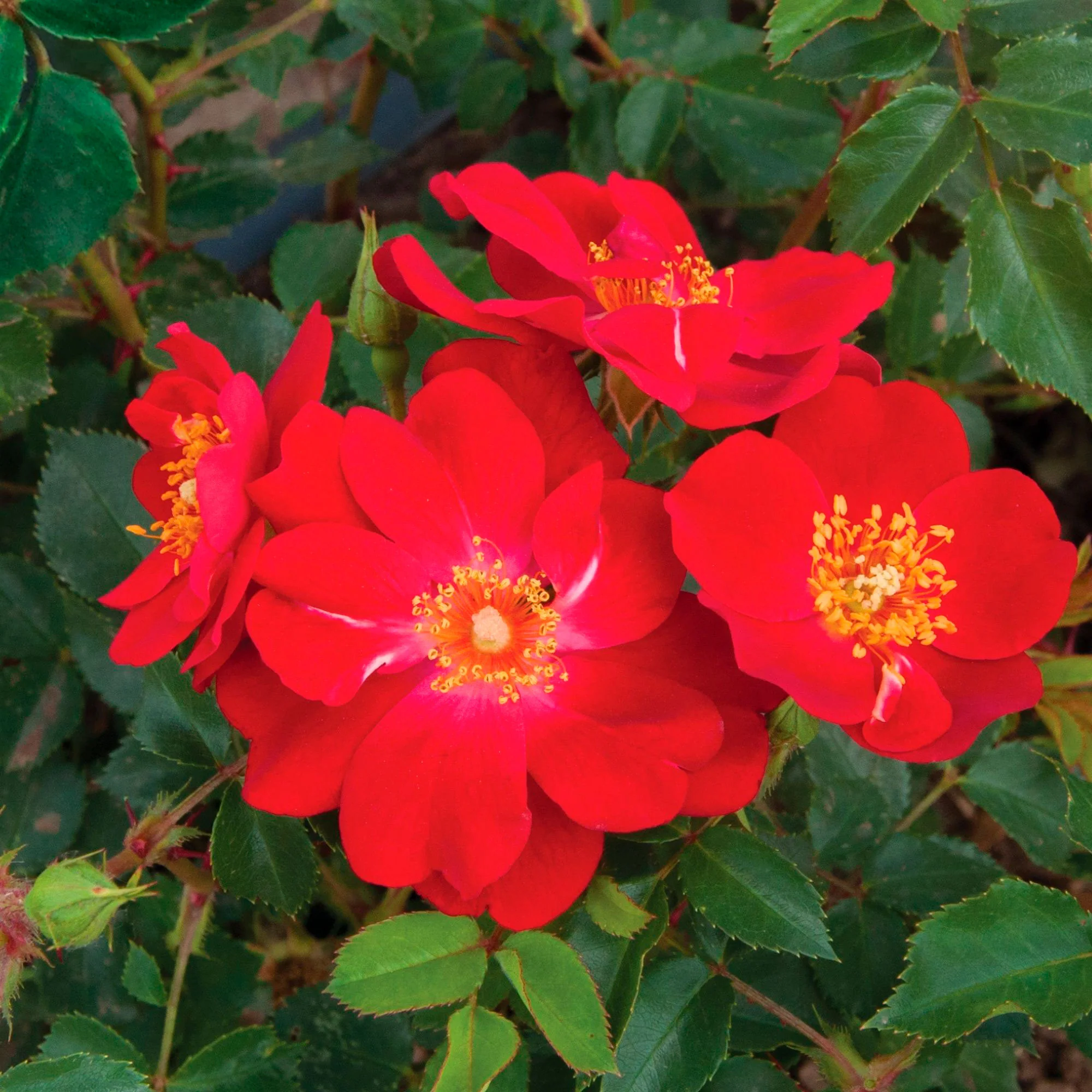 3x Rosen Rosa 'Amulet Mella'® Rot - Wurzelnackte Pflanzen - Winterhart – Bild 2