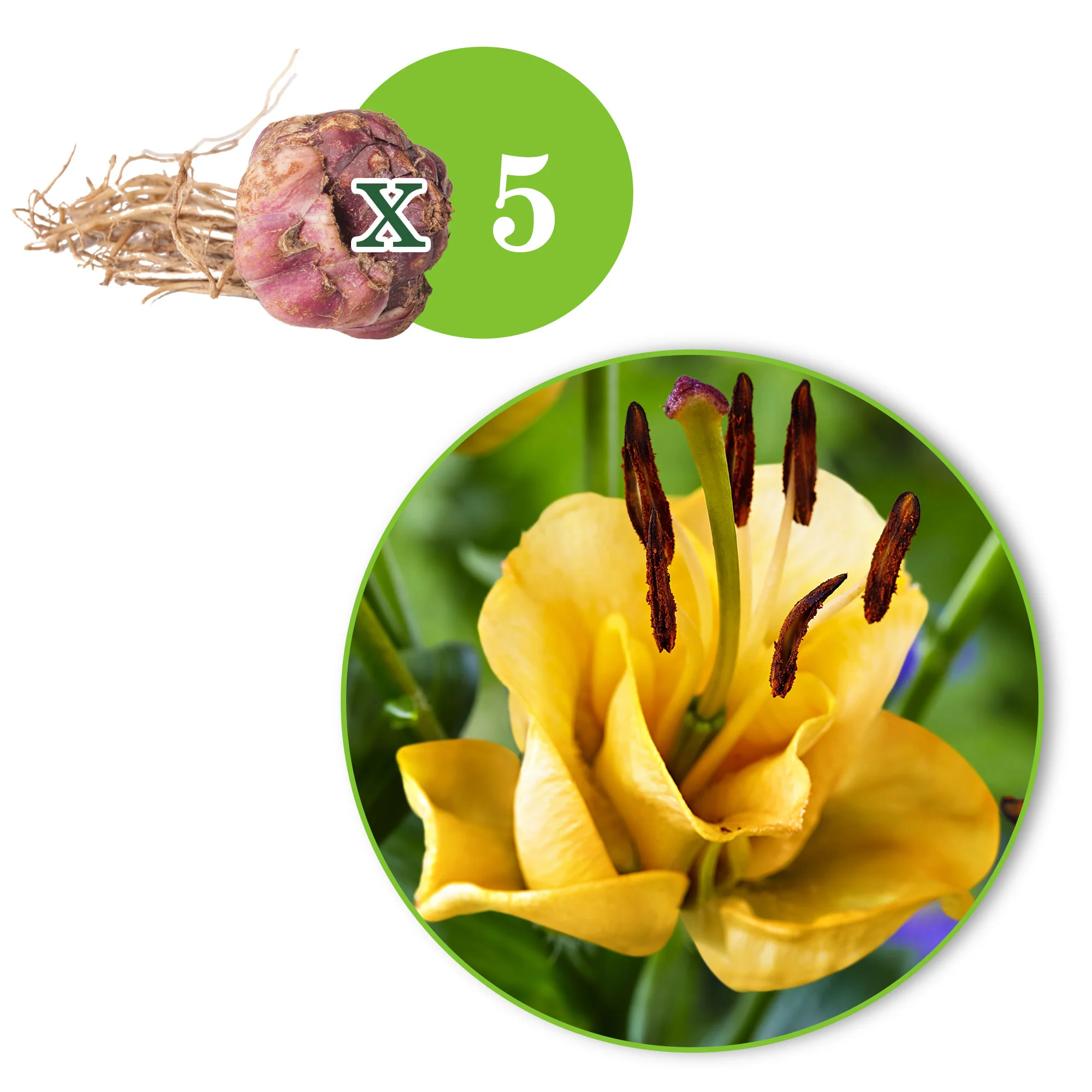 5x 0 Lilien Lilium 'Apricot Fudge' gelb – Bild 4